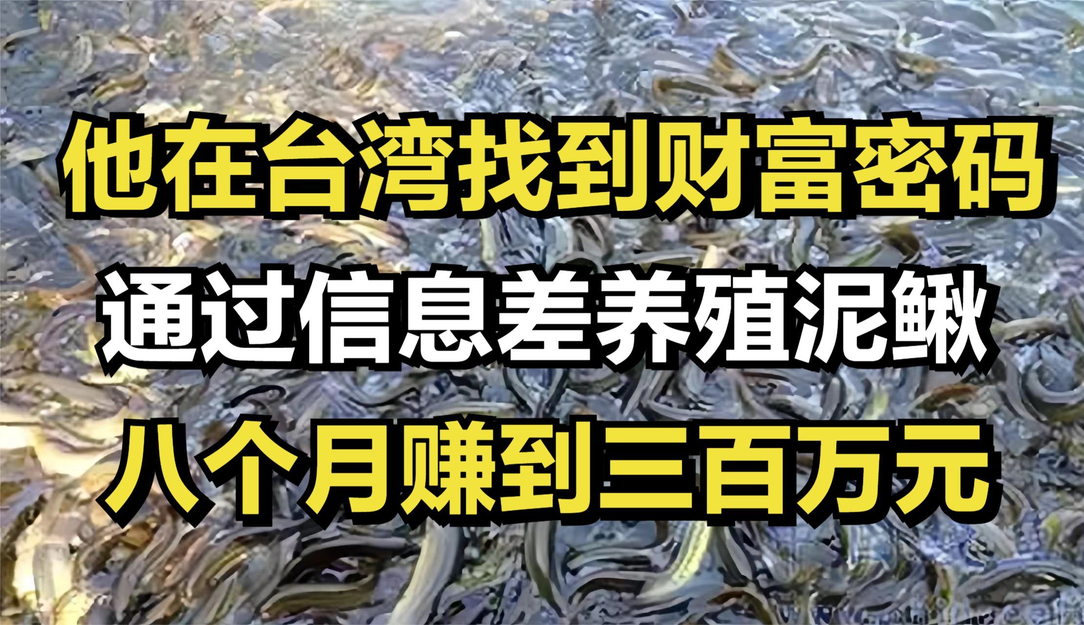 他在台湾找到财富密码,通过信息差养殖泥鳅,八个月赚到三百万元哔哩哔哩bilibili