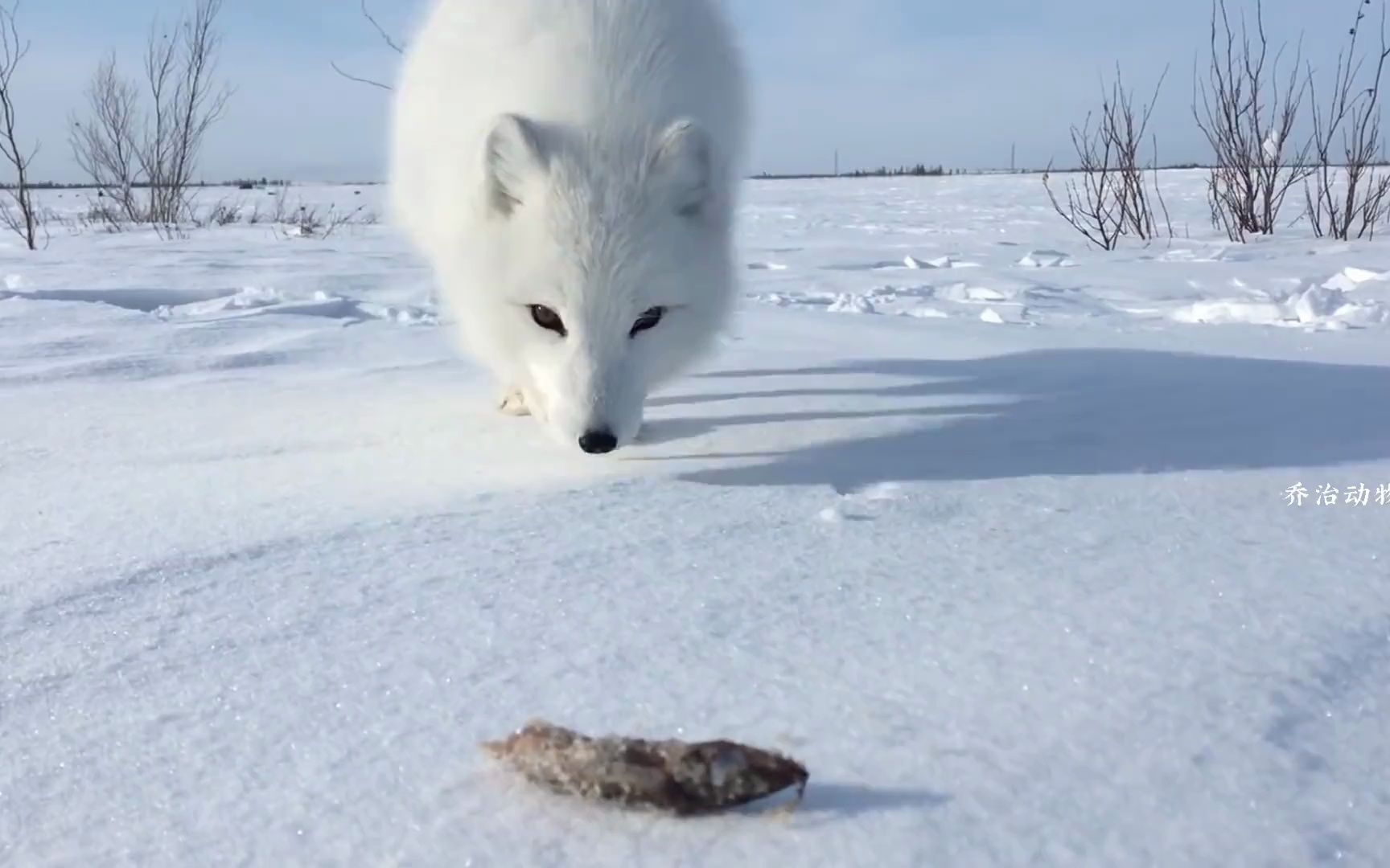小雪狐遇到钓鱼的大叔,雪狐撒娇卖萌向大叔讨鱼吃,讨到后还把鱼藏起来