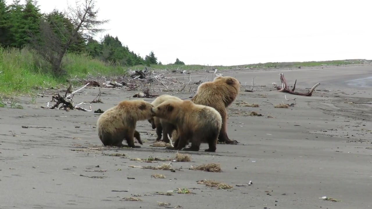 [图]小棕熊打架……麻麻为什么不管：（ Brown bear cubs on the beach - sibling rivalry