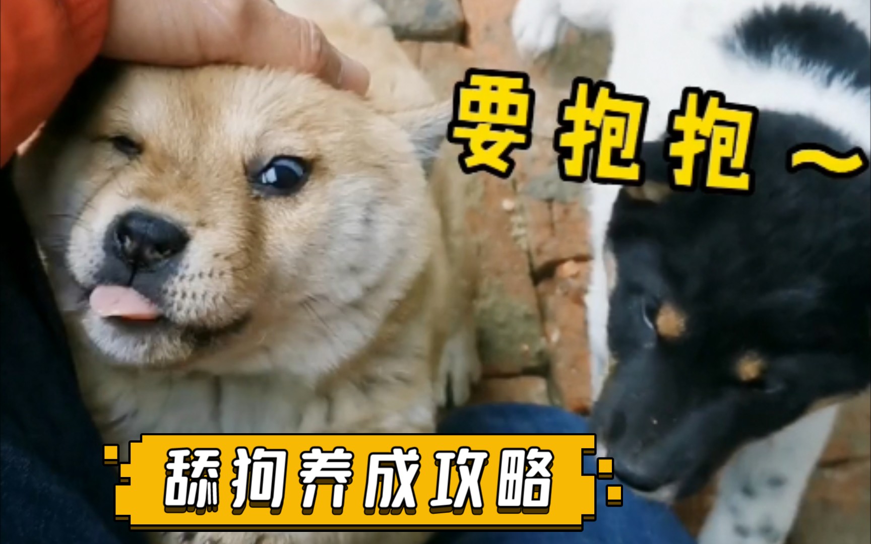 活动作品狗王成长记一天不见收获两只小舔狗