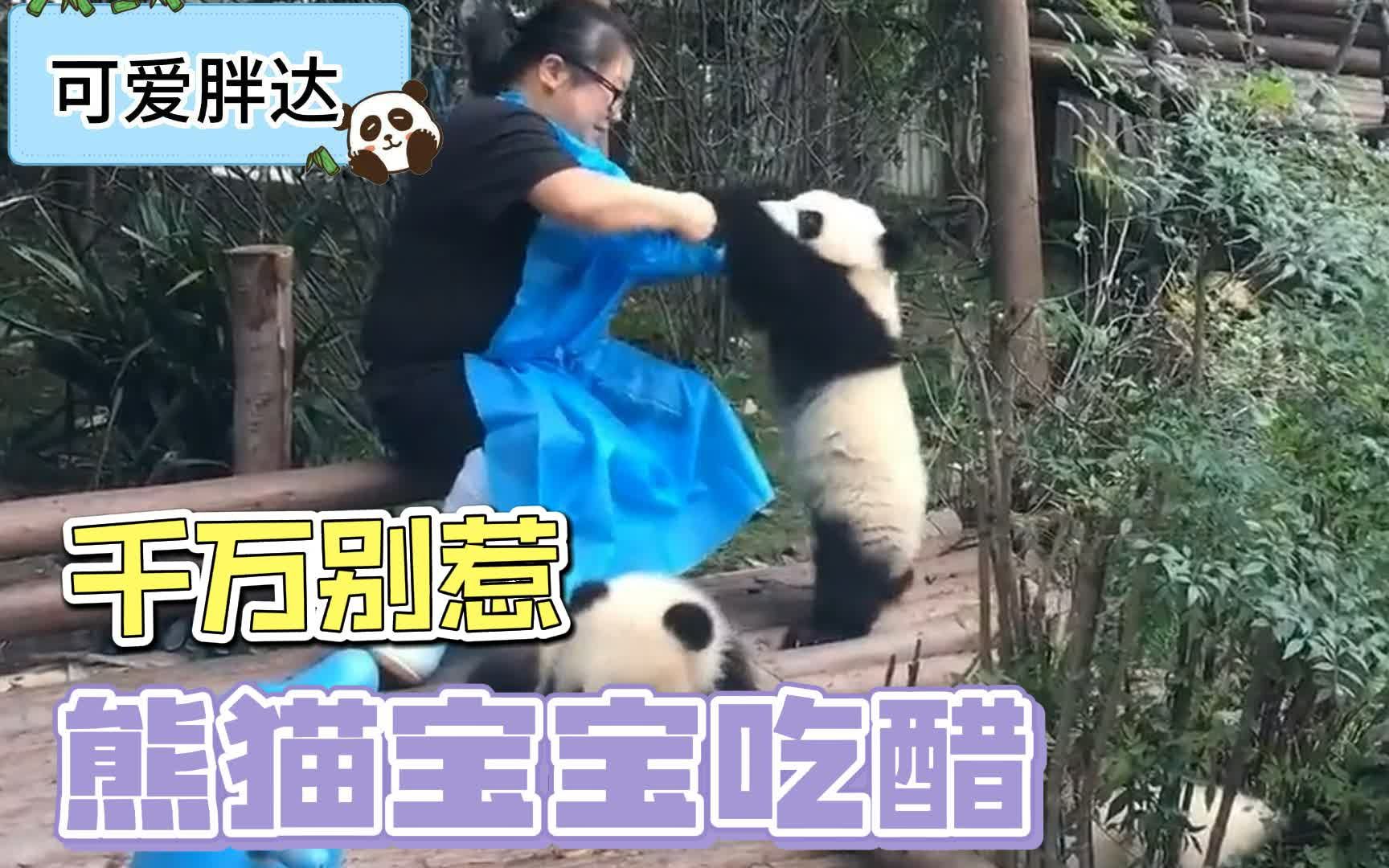 [图]熊猫宝宝的醋劲能有多大？咬合力有多大醋劲就有多大！