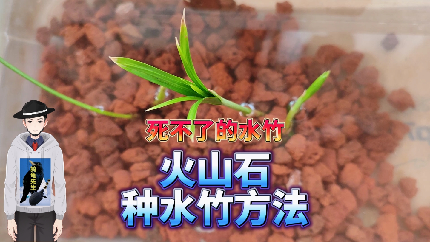 养不死的水竹,火山石古法生态龟缸水竹栽种方法和技巧.水竹叶子繁殖视频,一片叶子就能培育出一棵水竹,旱伞草三种繁殖育苗方法.水竹叶子怎么繁殖...
