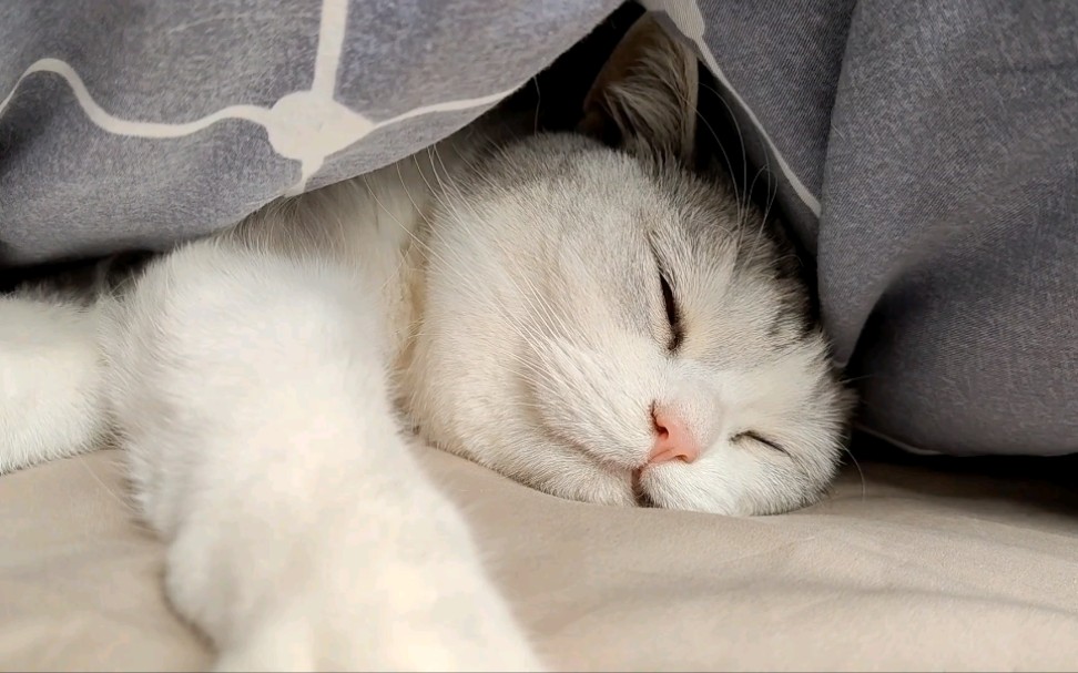 在被子里睡觉的猫