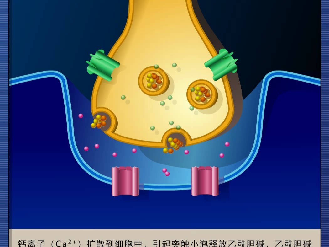 突触传递过程示意图图片