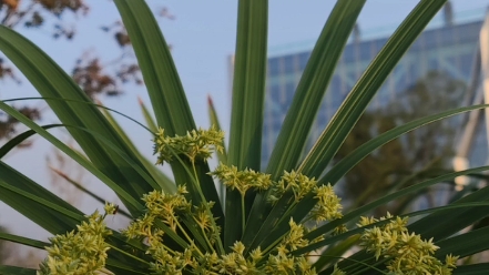 迟日江山丽,春风花草香.泥融飞燕子,沙暖睡鸳鸯.江碧鸟逾白,山青花欲燃.今春看又过,何日是归年.—杜甫《绝句二首》哔哩哔哩bilibili