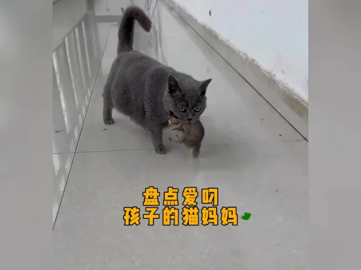 猫妈妈叼小猫转移图片