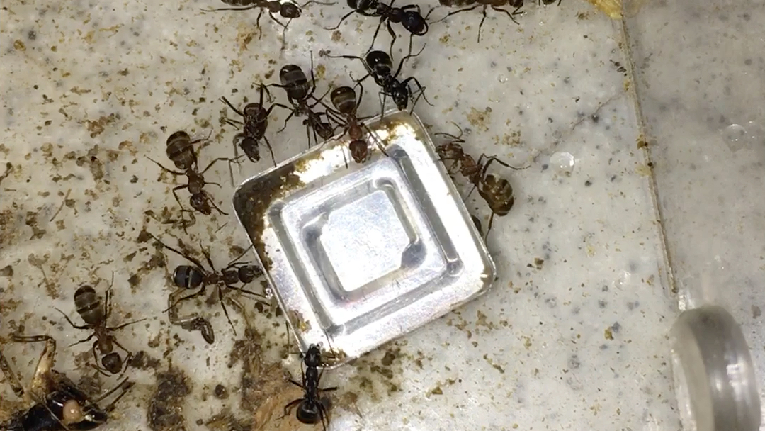 悍蚁(奴隶)喝糖水