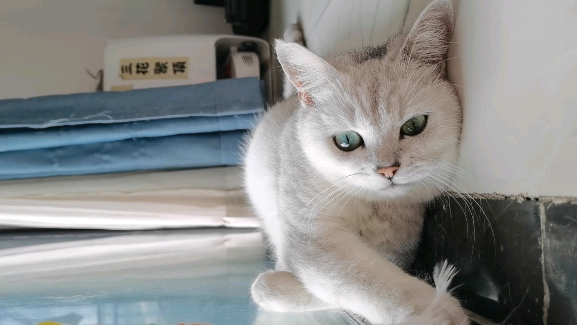 躺着的猫～(2901 61 01)