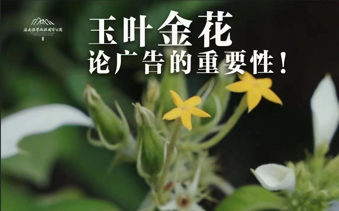 植物篇:玉叶金花 | 海南热带雨林国家公园科普视频系列哔哩哔哩bilibili