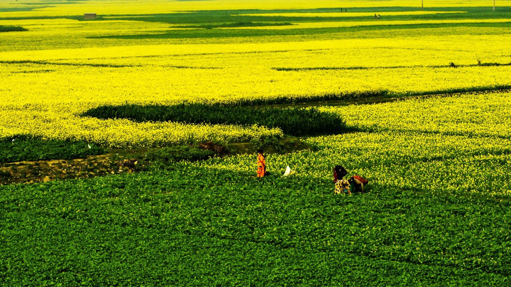 富有感情色彩的乐章《辽阔的平原上 》,美国音乐家蒂姆.詹尼斯
