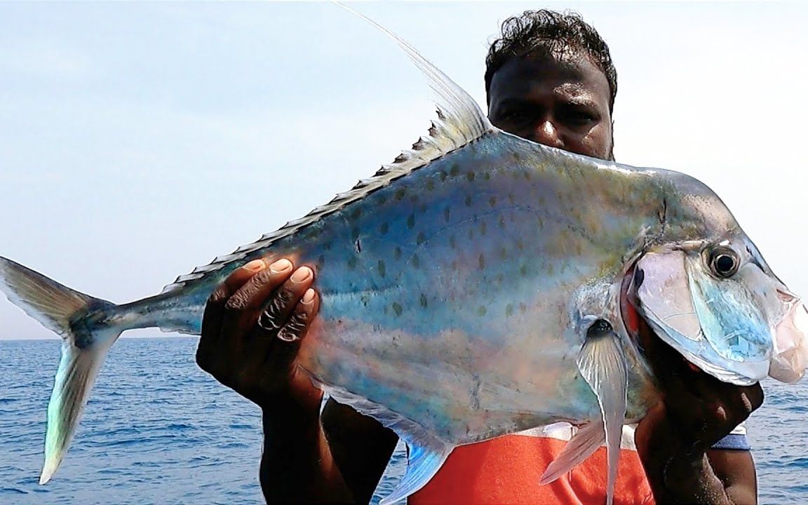 印度洋海钓白须公,用活鱼做诱饵抓gt鱼,三哥这海钓技术够厉害