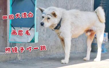 帮田园犬白白画两条大眉毛 照镜子时它吓一跳 快被自己丑哭了 哔哩哔哩 つロ干杯 Bilibili