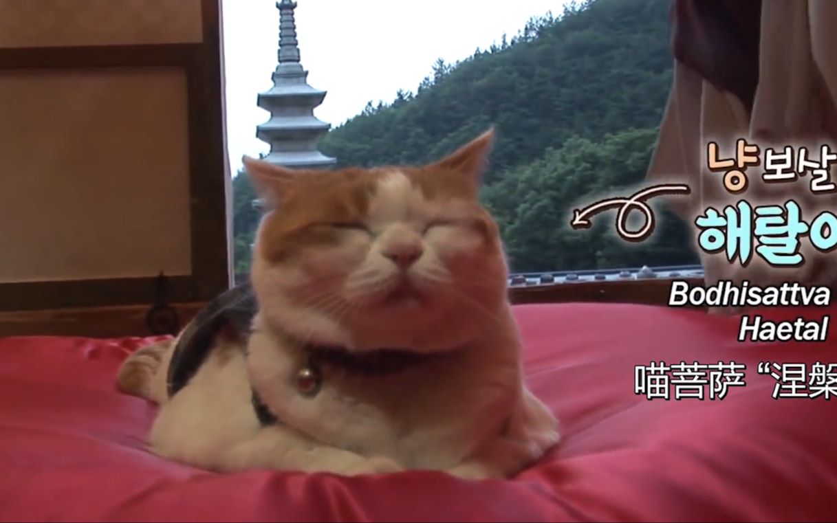 真正的佛系!“猫咪菩萨”天天在佛像前念经祈祷 连小鱼干都不吃了哔哩哔哩bilibili