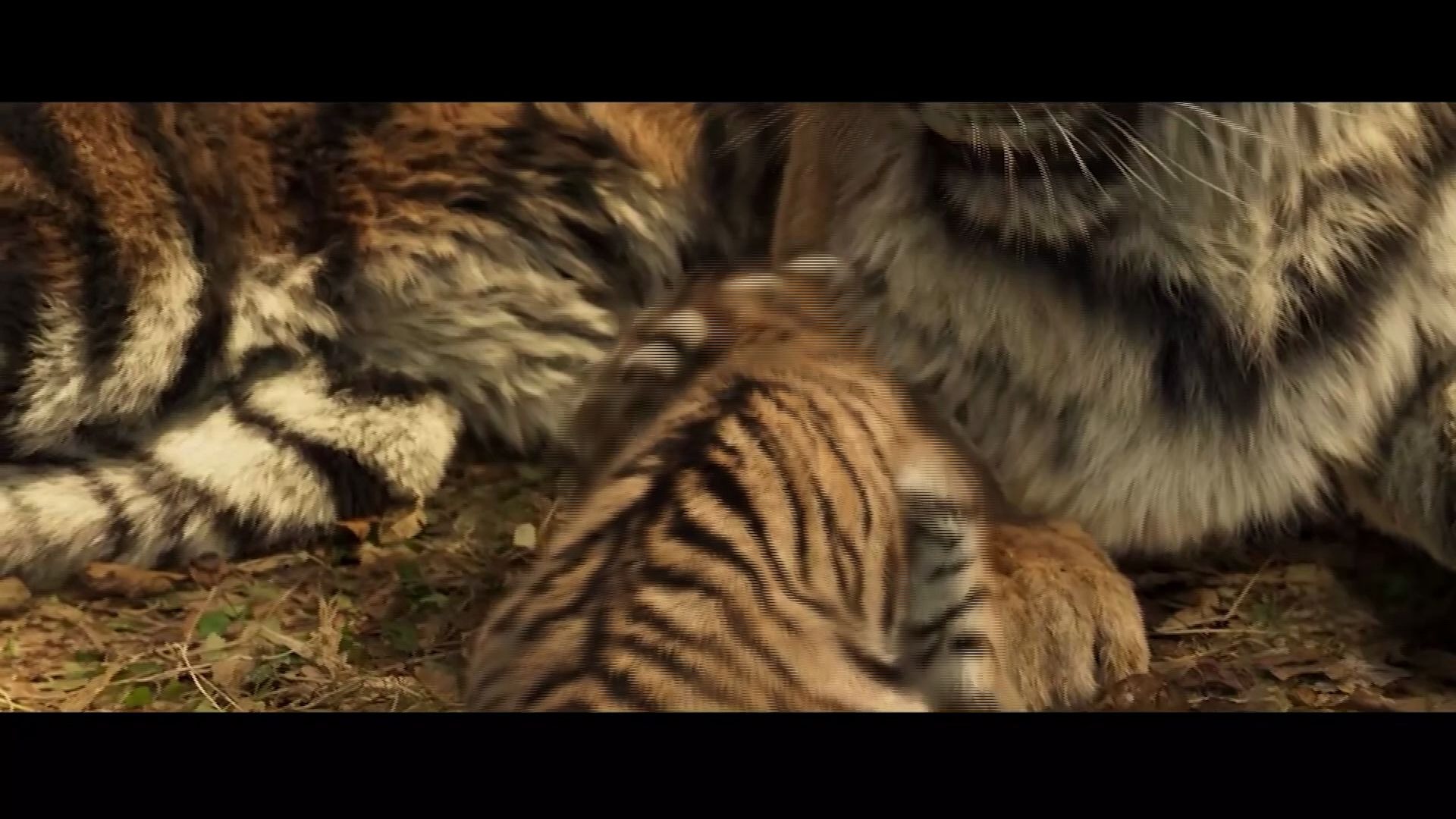 《大虎》,一个沉重的话题,生存和生活,这场悲剧到底谁的错?