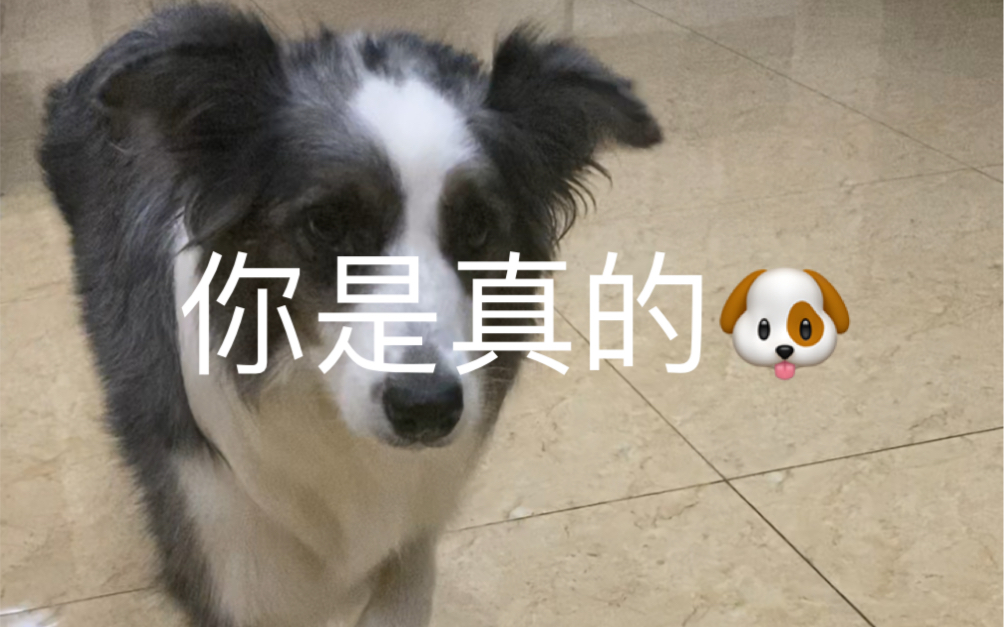 我虽然不是人但你是真的狗
