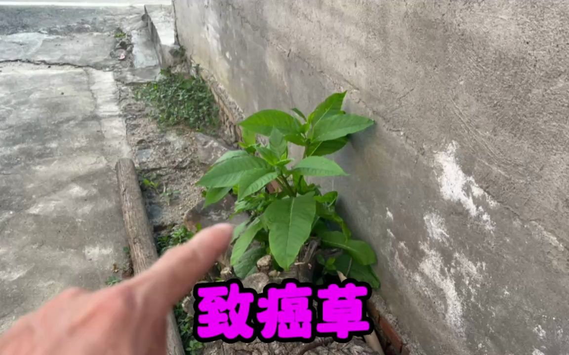 农村少见的"致癌草",90后00后都不认识它,很多女人都讨厌它