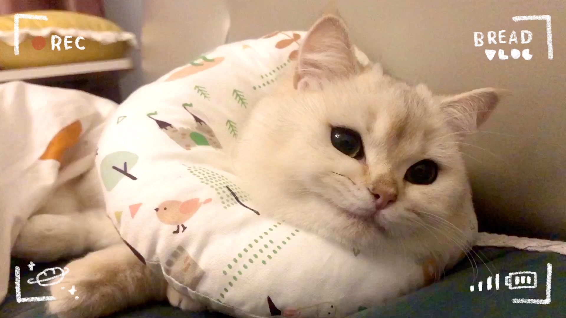 来一段喵喵呼噜给大家解解压