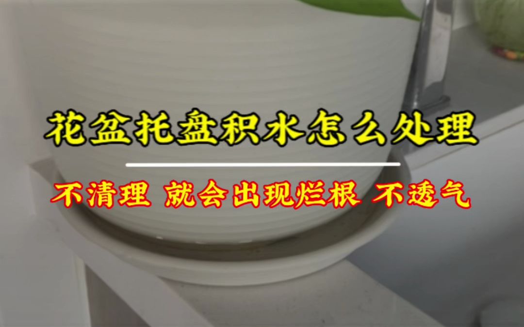 花盆的托盘总积水,不及时处理最后花肯定会死,教你一招,再大的花盆也能轻松清理掉积水,花盆底部只有透气才不会烂根哔哩哔哩bilibili