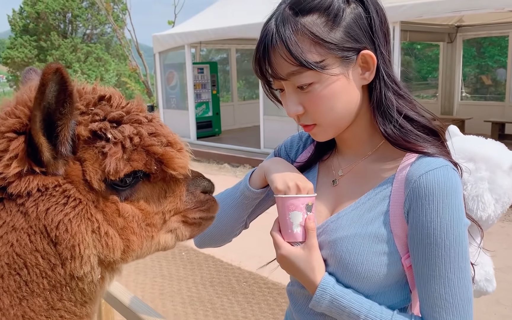 [图]Alpacas Spitted and Kicked me but I still love you Alpacas! Alpaca World Vlog