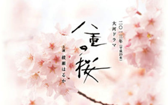 八重の桜哔哩哔哩bilibili