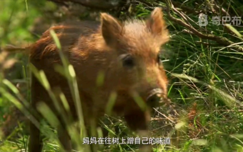 [图]如果我是一只动物 野猪