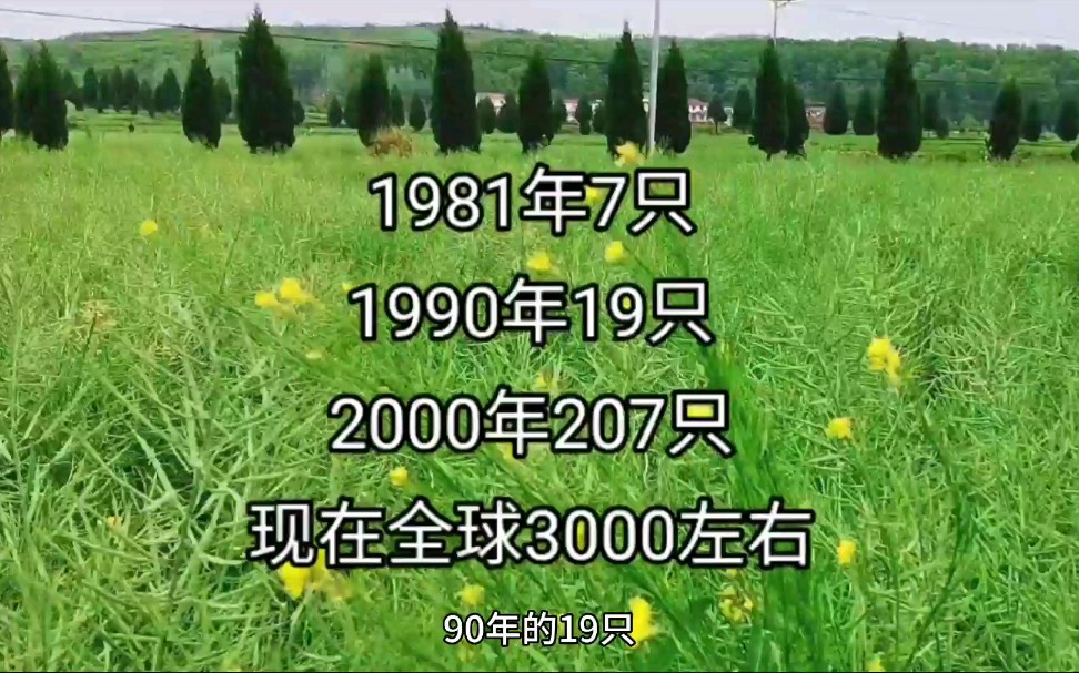 鸟类中的大熊猫,朱鹮由全球仅存7只到3000只,是怎样从灭亡的边缘被拯救过来的哔哩哔哩bilibili