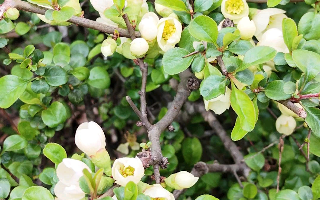 花梨木瓜海棠图片