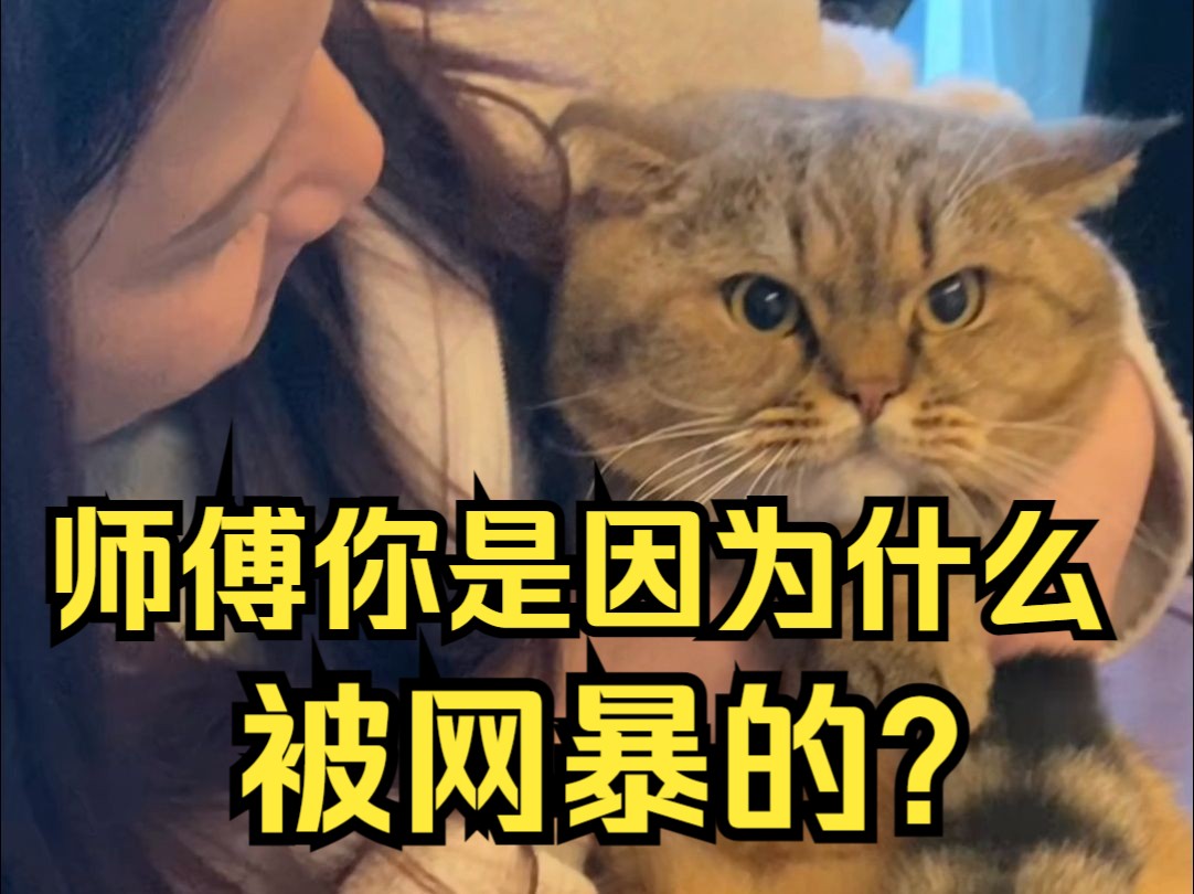 一只流浪猪在被全网网暴后,我们登门采访了它哔哩哔哩bilibili