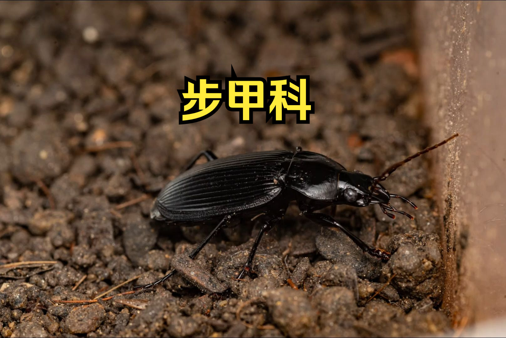 步甲科——上海昆虫科普#14