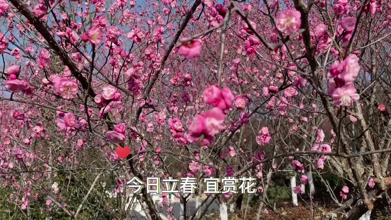 [图]绝美！畲乡梅花枝头俏 悄把春来报