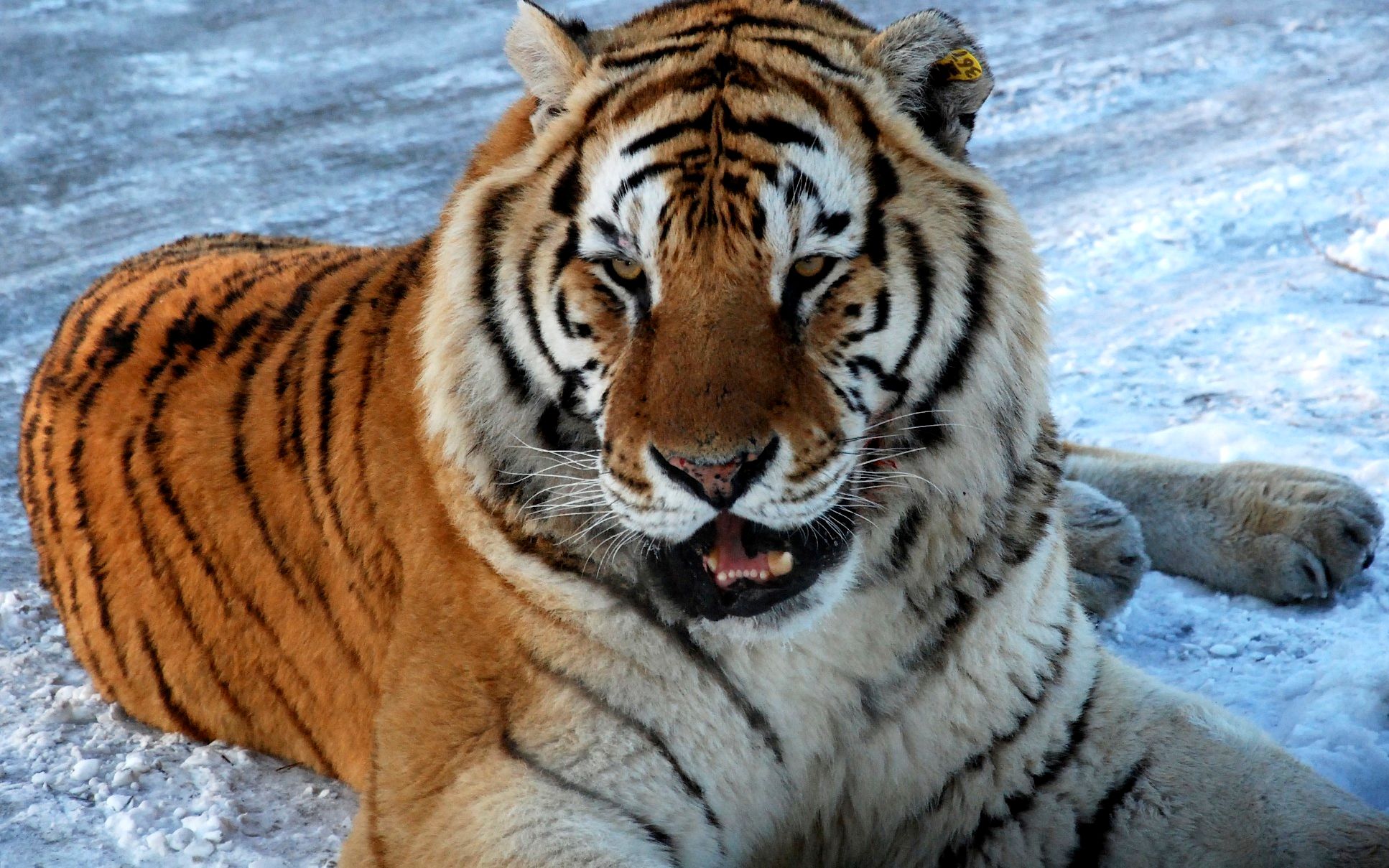 日本动物园的东北虎和非洲狮