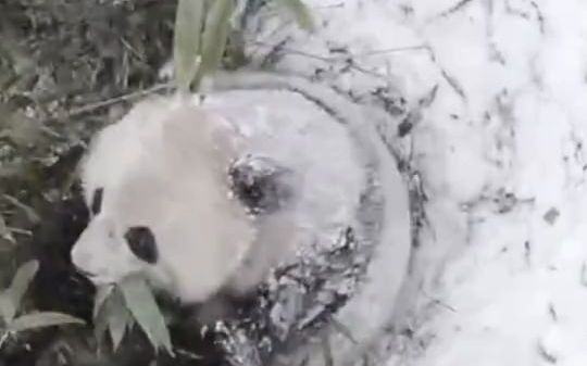 [图]【秦岭野生大熊猫】今天刚发生的事。秦岭野生大熊猫大雪中觅食的画面，首次展示大熊猫秦岭亚种吃竹子时愉悦的叫声！