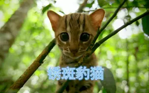 Download Video: 又是开心的一天~今天讲草原榛鸡和锈斑豹猫