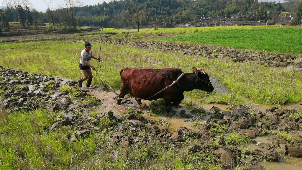 學習犁田,哪一天在城市混不下去了就回農村耕田種地,不打農藥不放化肥