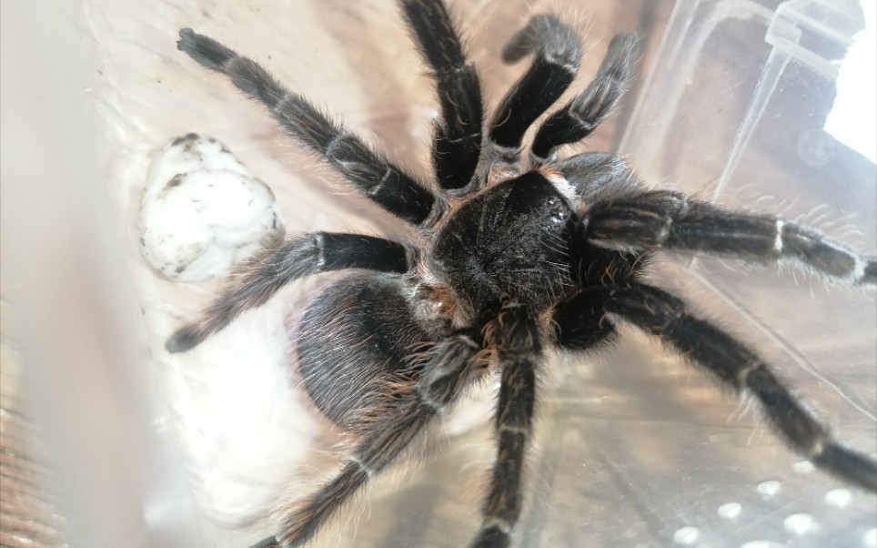 开箱所罗门墨西哥红尾捕鸟蛛c8金直间