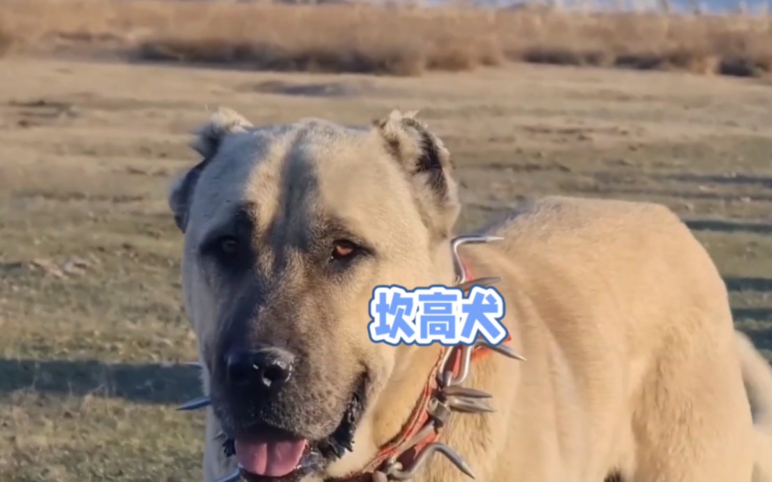 坎高犬,土耳其的国宝犬种!哔哩哔哩bilibili