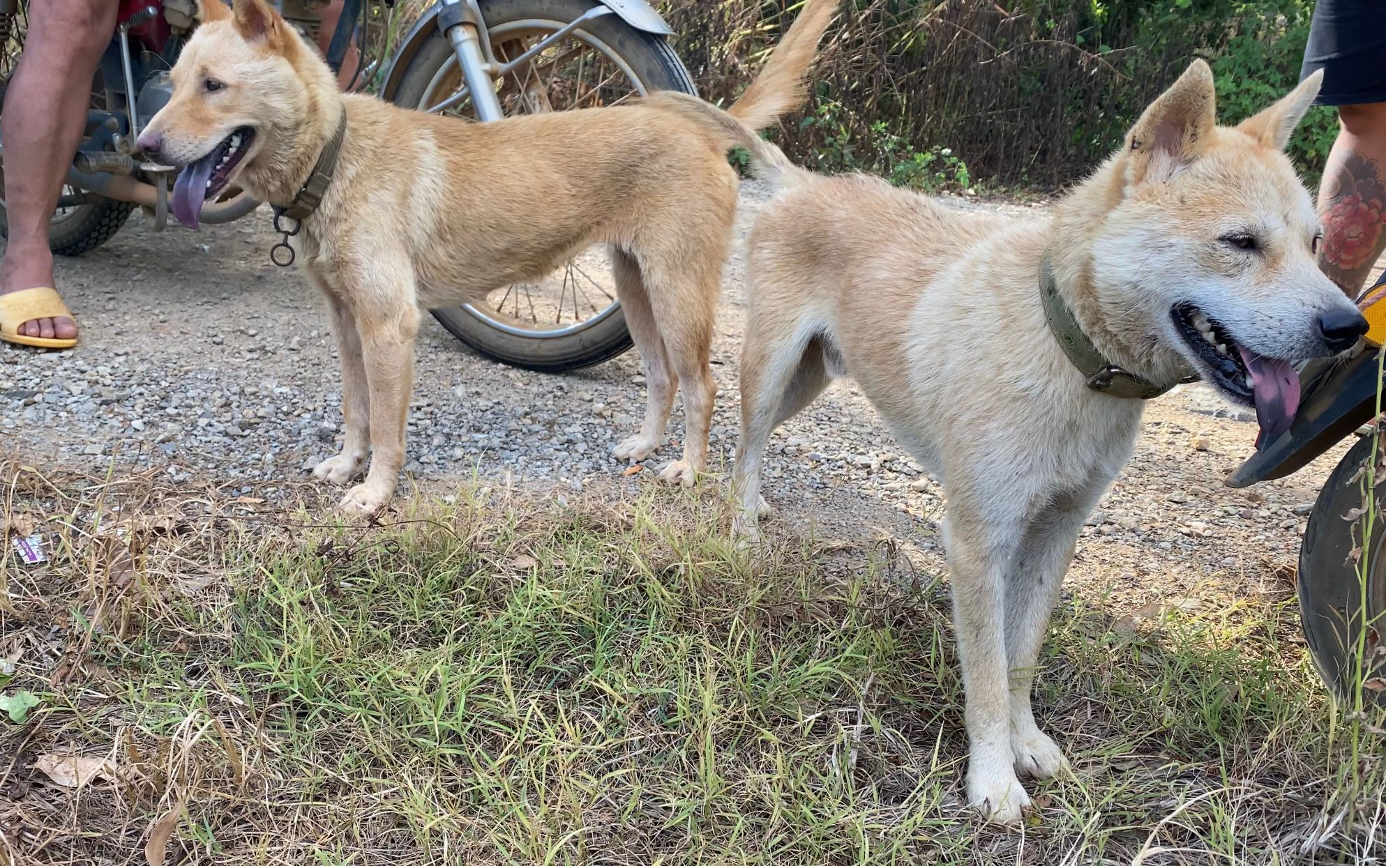 听说附近狗友有一对小山狗要出售,饭都还没吃就赶过来看了