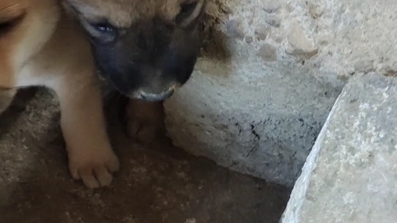 中华田园犬幼崽,可可爱爱哔哩哔哩bilibili