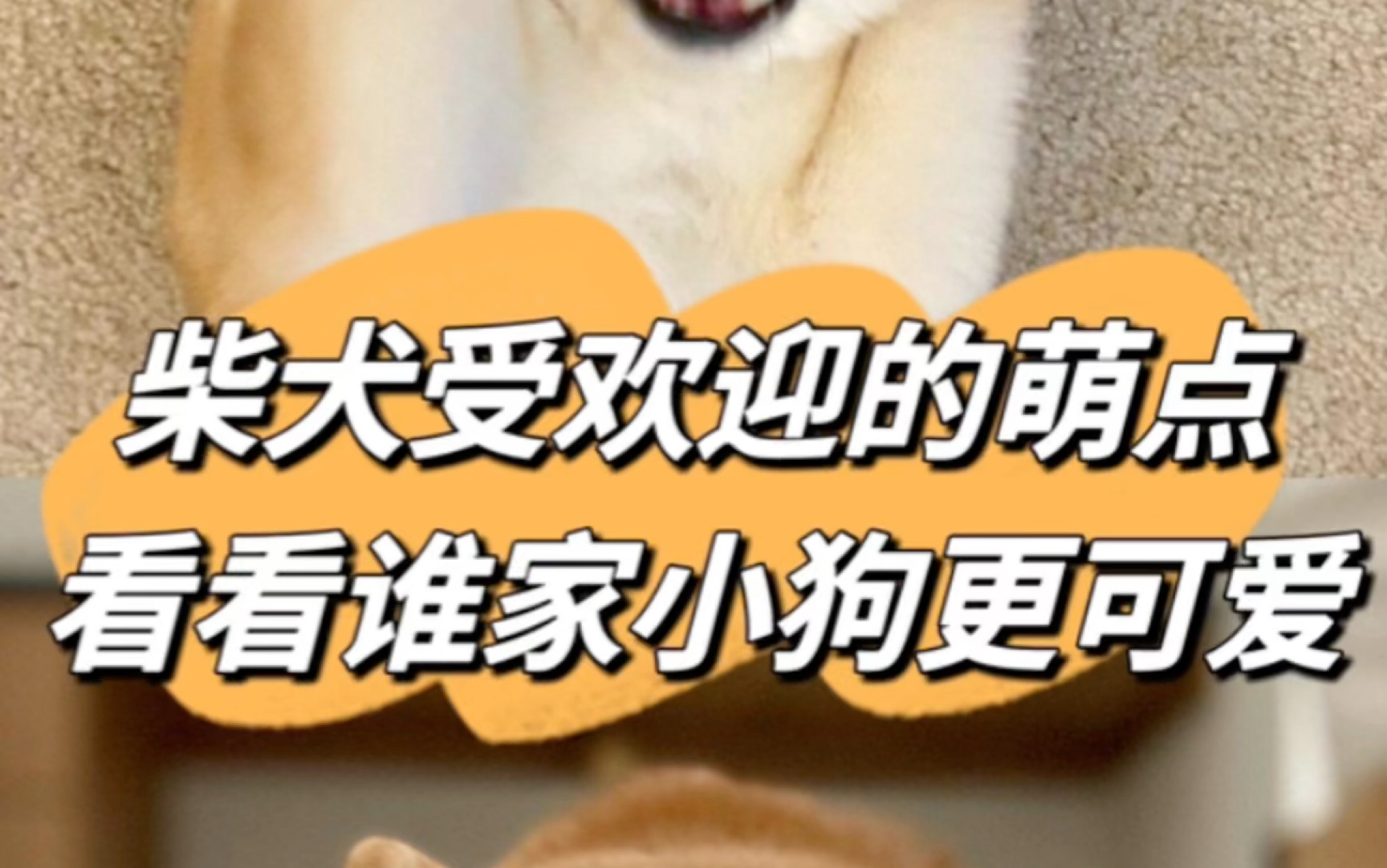 柴犬受欢迎的萌点,看看谁家小狗更可爱!哔哩哔哩bilibili