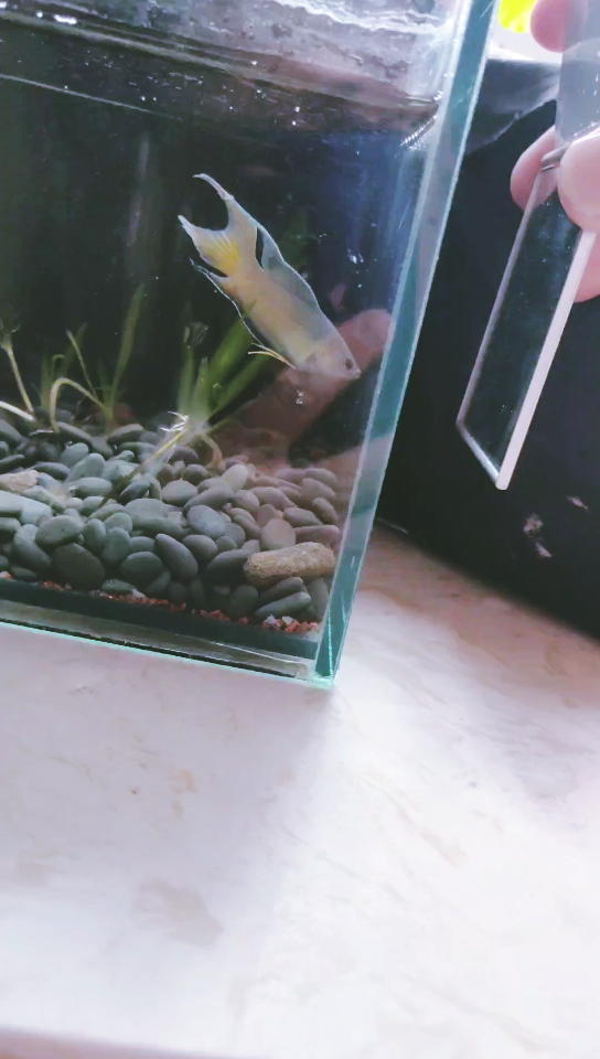 国斗鱼蓝火斗鱼