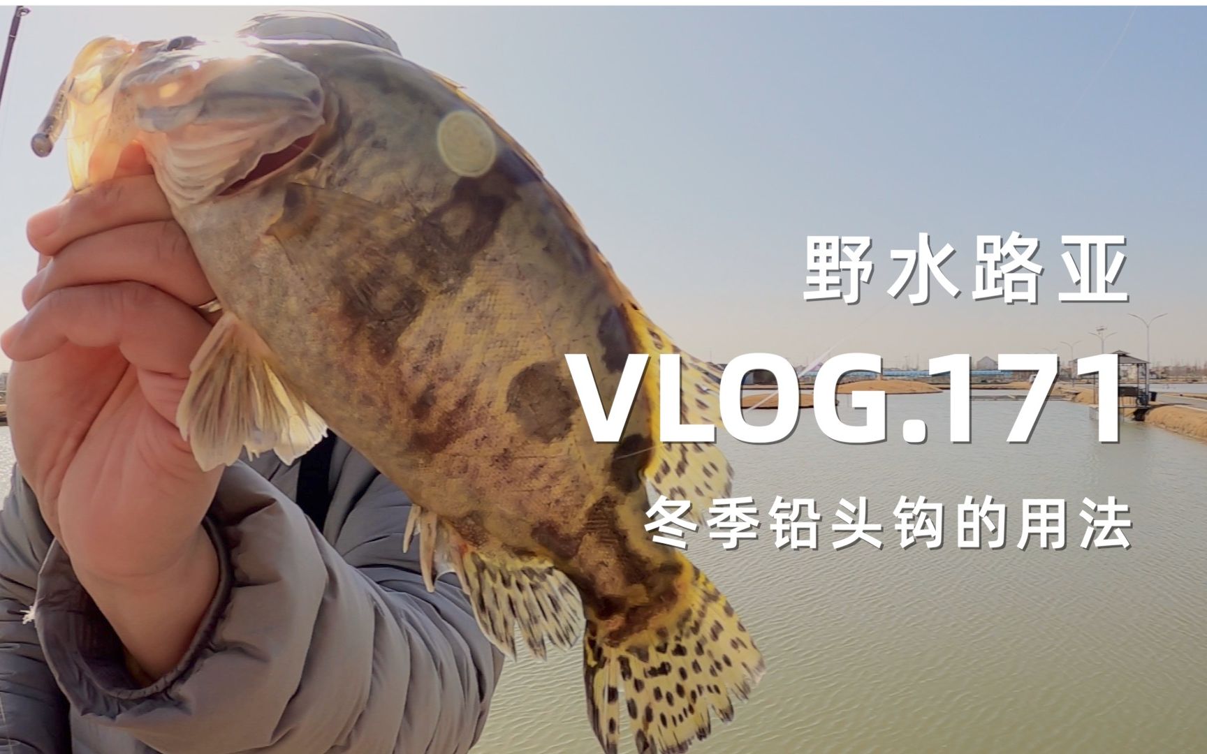 野水路亚VLOG.171 干货!铅头钩T尾鱼冬季作钓心得分享 星田黑坑偷驴哔哩哔哩bilibili