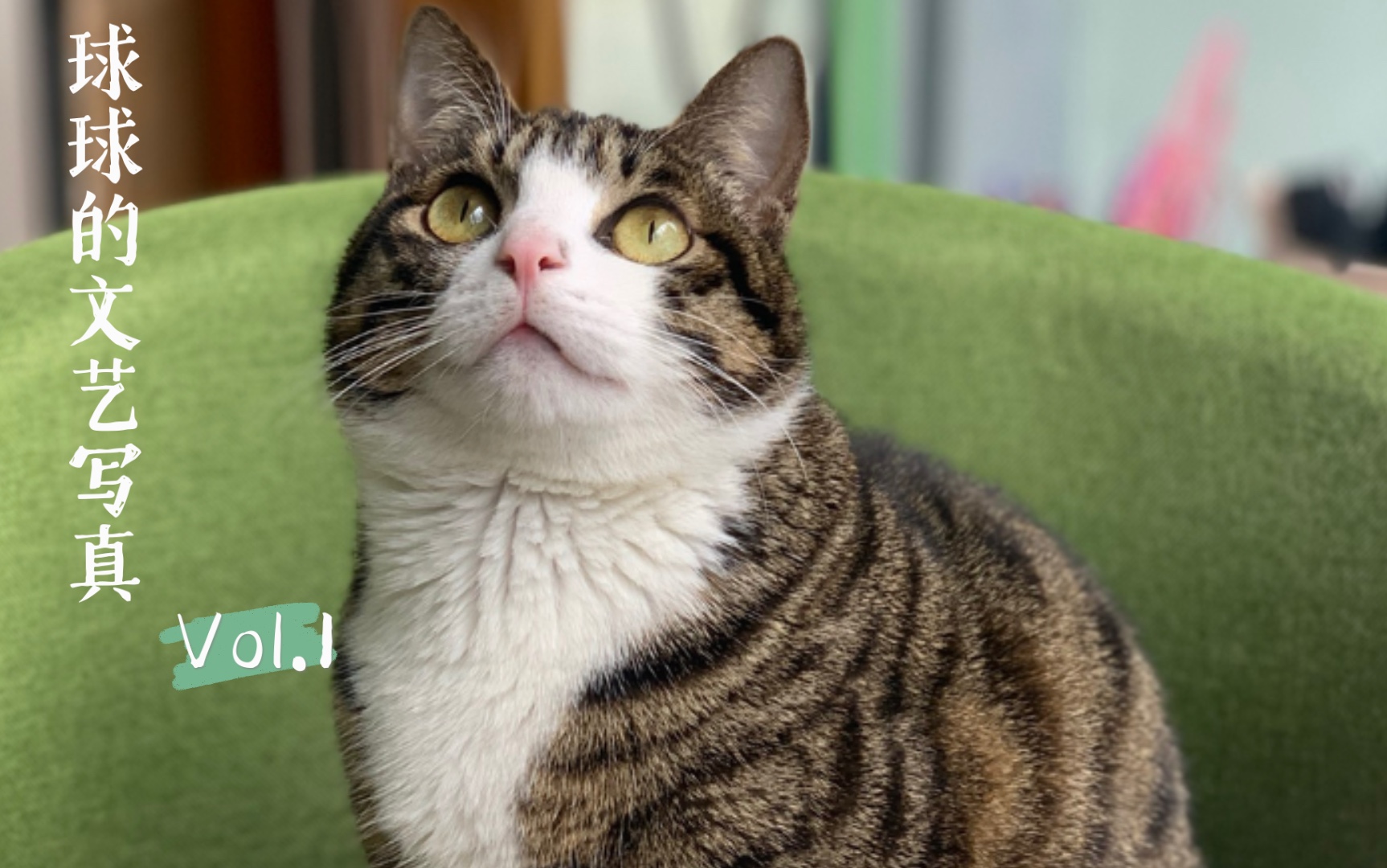 球球|猫咪的单相思,也是一部文艺大片啊
