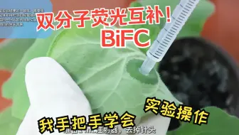 一看就会！双分子荧光互补实验（BiFC）操作步骤全掌握