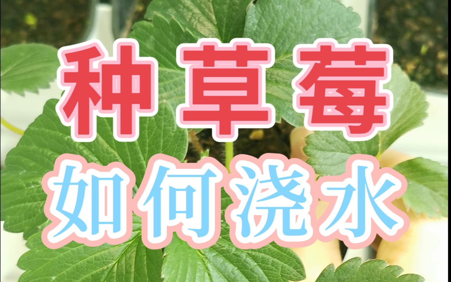 家庭种草莓,如何科学浇水?超详细讲解!哔哩哔哩bilibili