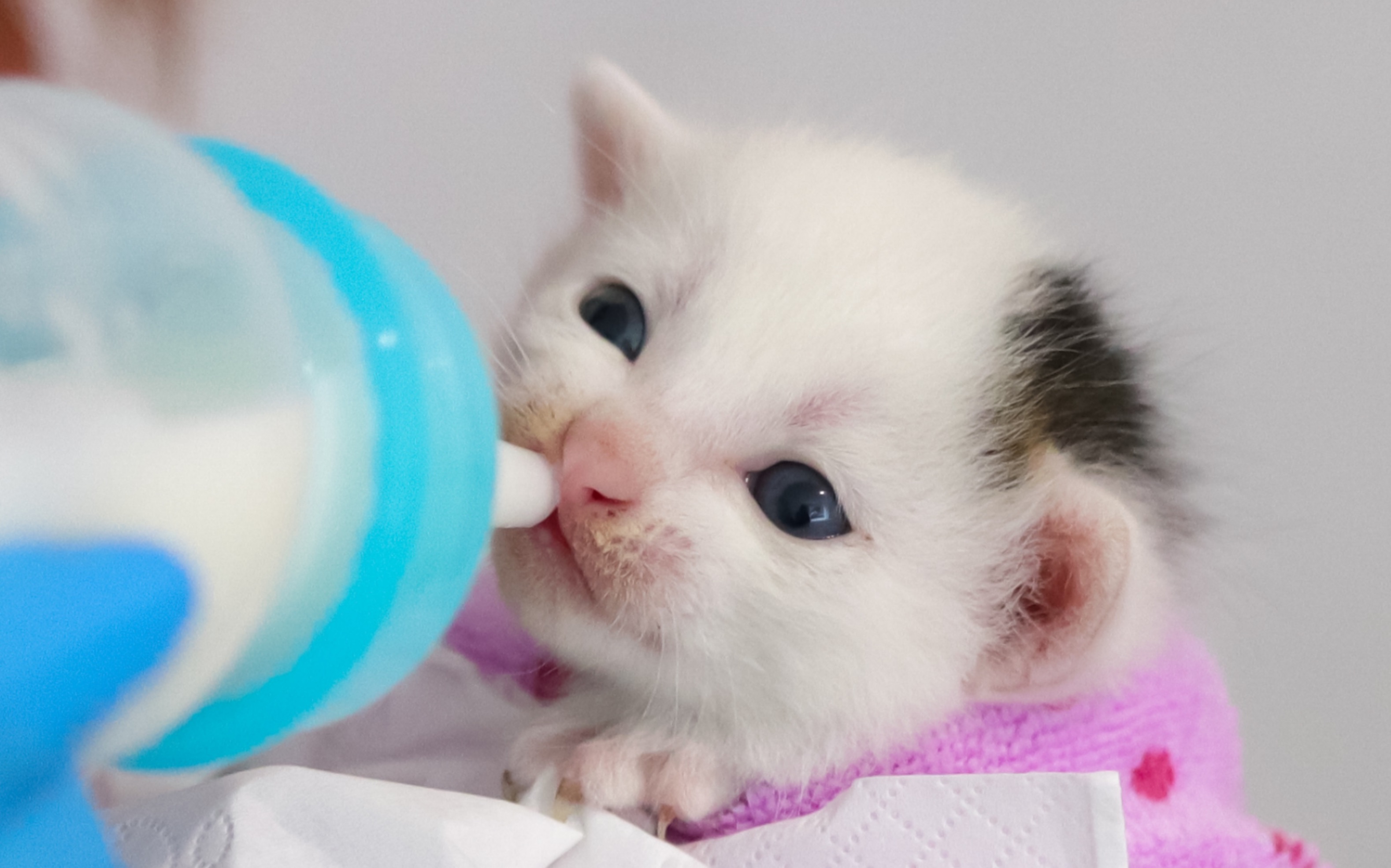 04.18】小奶猫喂羊奶粉啦