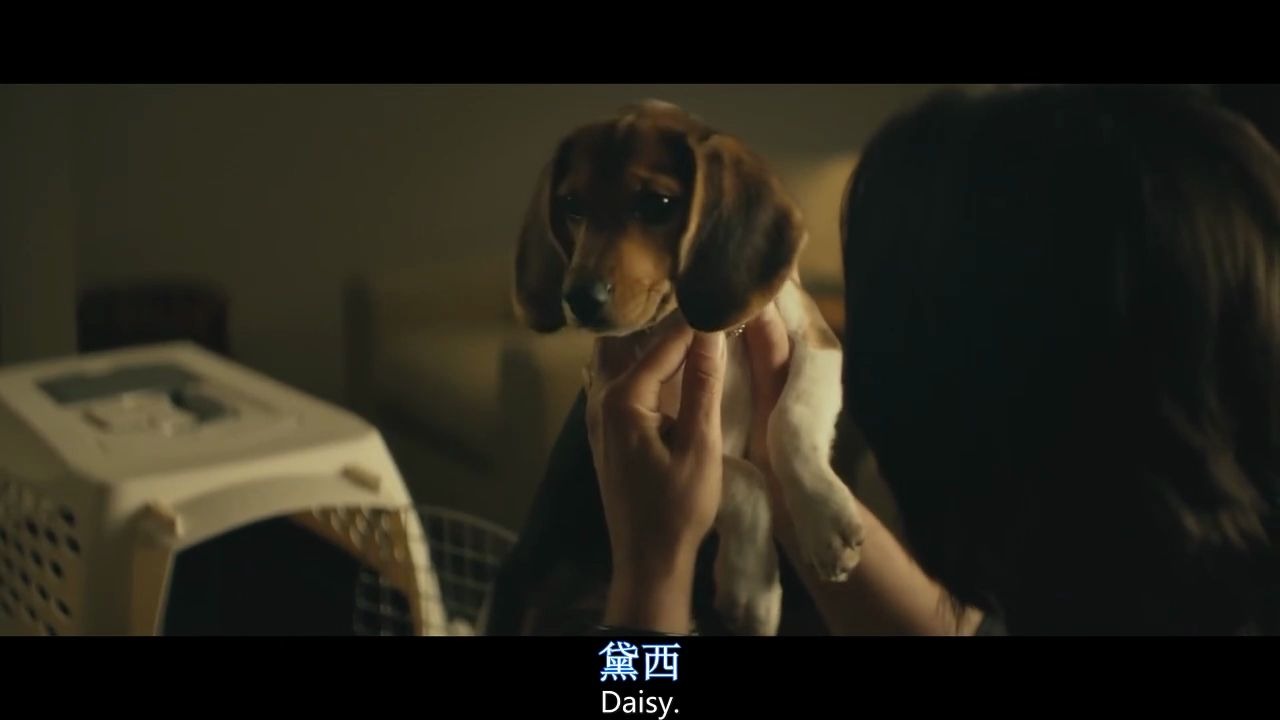 johnwick杀神与他的狗