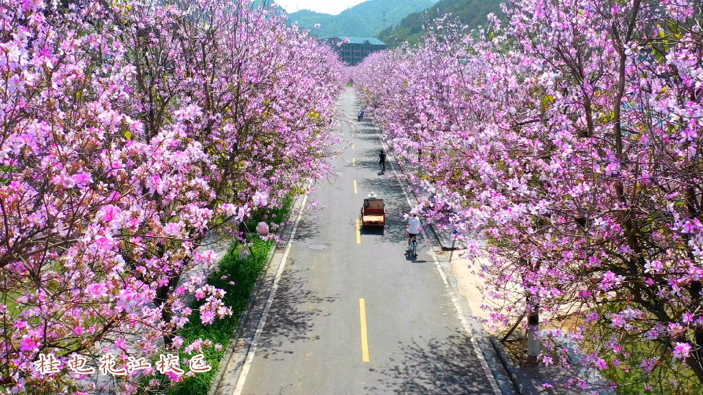 [图]春风有信，花开有期，一起相约桂电紫荆花！