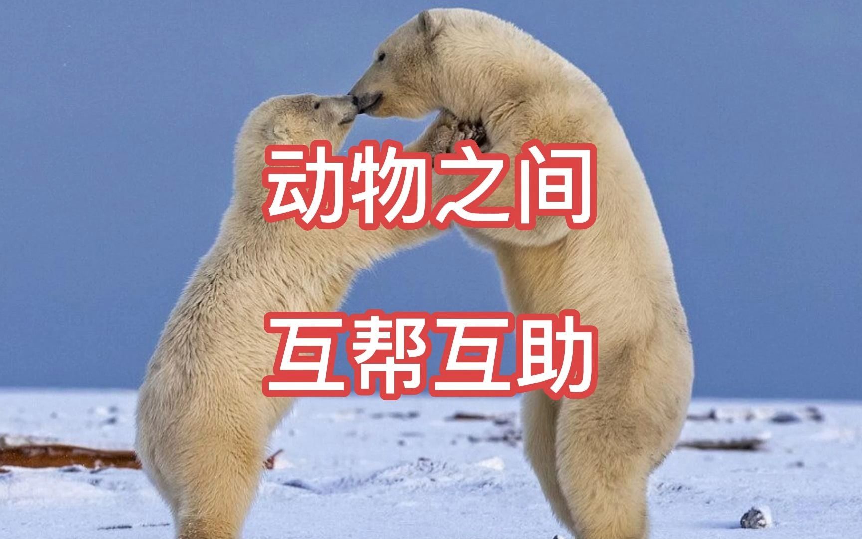 盘点动物直接互相帮助的场面
