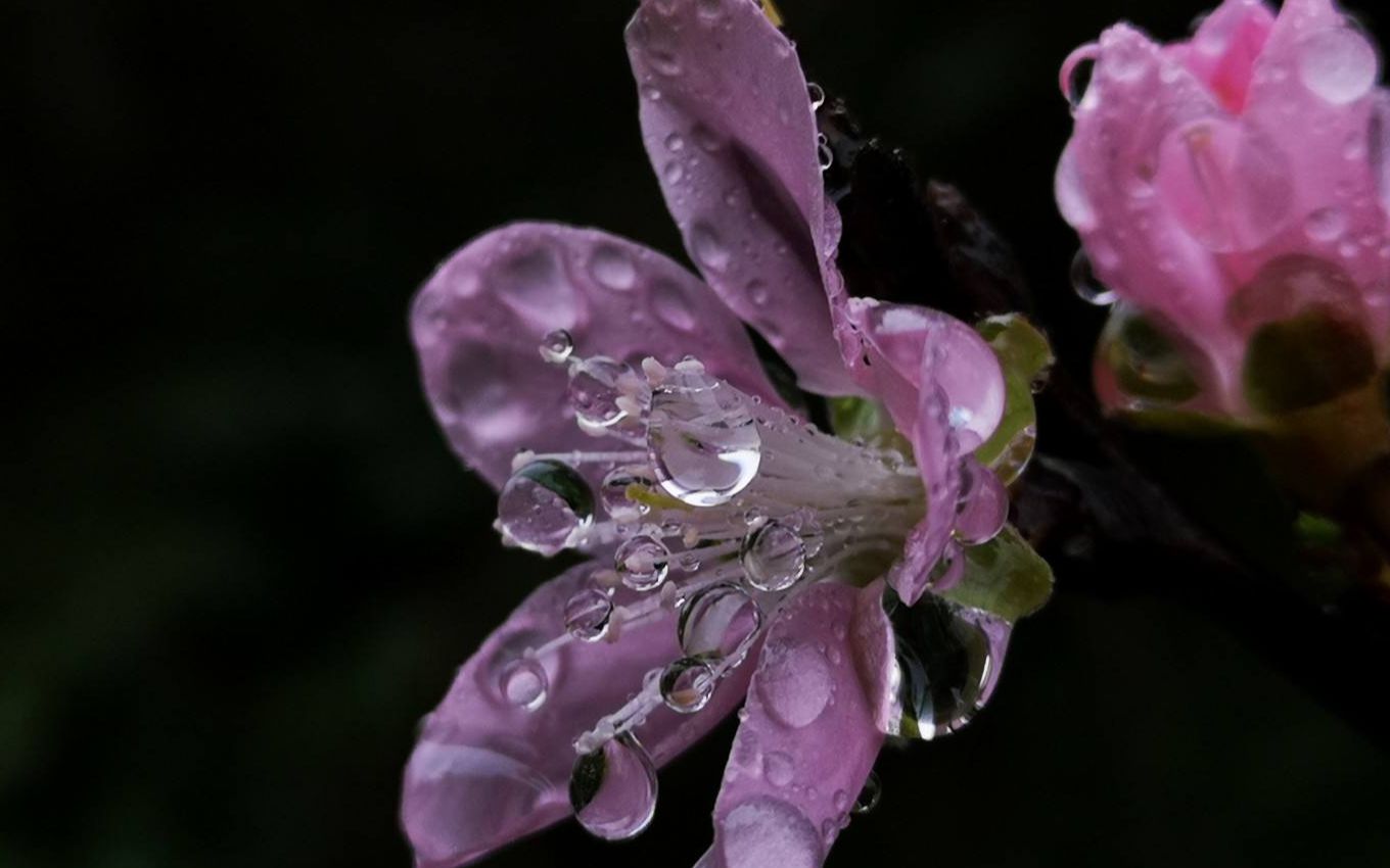 [图]眼儿媚春雨_3