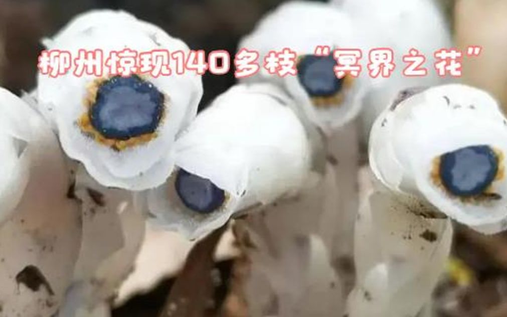 柳州惊现140多枝“冥界之花”,不是彼岸花,水晶兰为何规模出现哔哩哔哩bilibili